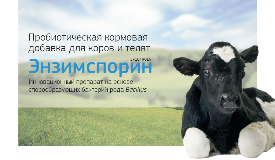 Энзимспорин для коров и телят