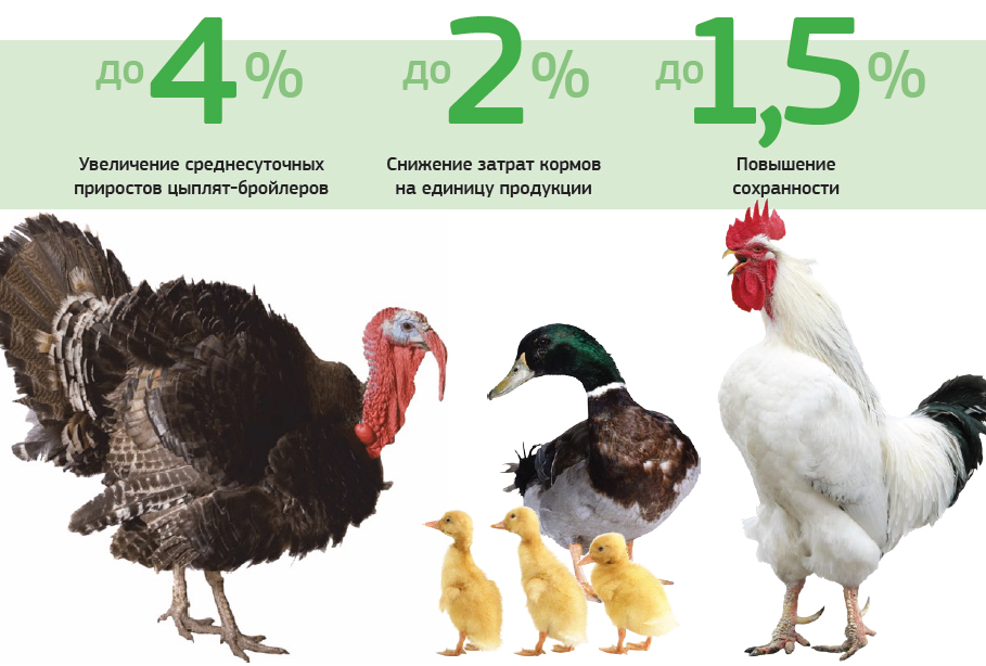 Энзимспорин для птицы